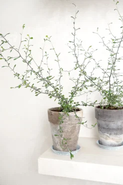 Danskavlede Planter^PLANT Corokia virgata - Maori Green