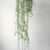 Hængeplanter|Ørkenplanter Og Knoldplanter^PLANT Delfine - Senecio Peregrinus