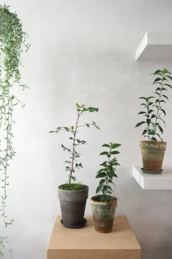 Hængeplanter|Ørkenplanter Og Knoldplanter^PLANT Delfine - Senecio Peregrinus