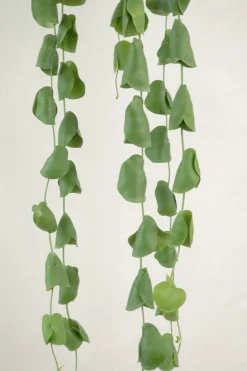 Hængeplanter|Tropiske Planter^PLANT Dischidia Platyphylla