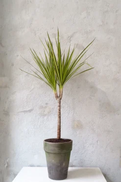 Danskavlede Planter^PLANT Dracena