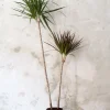Gulvplanter Og Store Træer|Danskavlede Planter^PLANT Dracena, medium