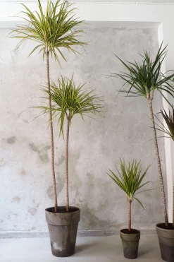 Gulvplanter Og Store Træer|Danskavlede Planter^PLANT Dracena, stor