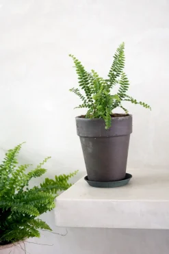 Danskavlede Planter^PLANT Duffy bregne