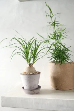 Ørkenplanter Og Knoldplanter^PLANT Elefantfod