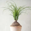 Ørkenplanter Og Knoldplanter^PLANT Elefantfod, medium