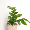 Ørkenplanter Og Knoldplanter^PLANT Epiphyllum chrysocardium