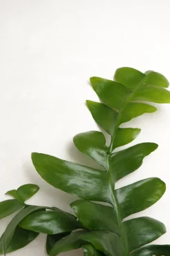 Ørkenplanter Og Knoldplanter^PLANT Epiphyllum chrysocardium