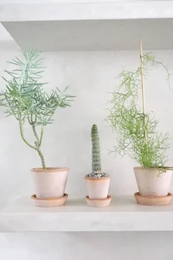 Ørkenplanter Og Knoldplanter^PLANT Eulychnia Castanea spiralis