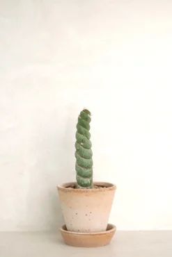 Ørkenplanter Og Knoldplanter^PLANT Eulychnia Castanea spiralis