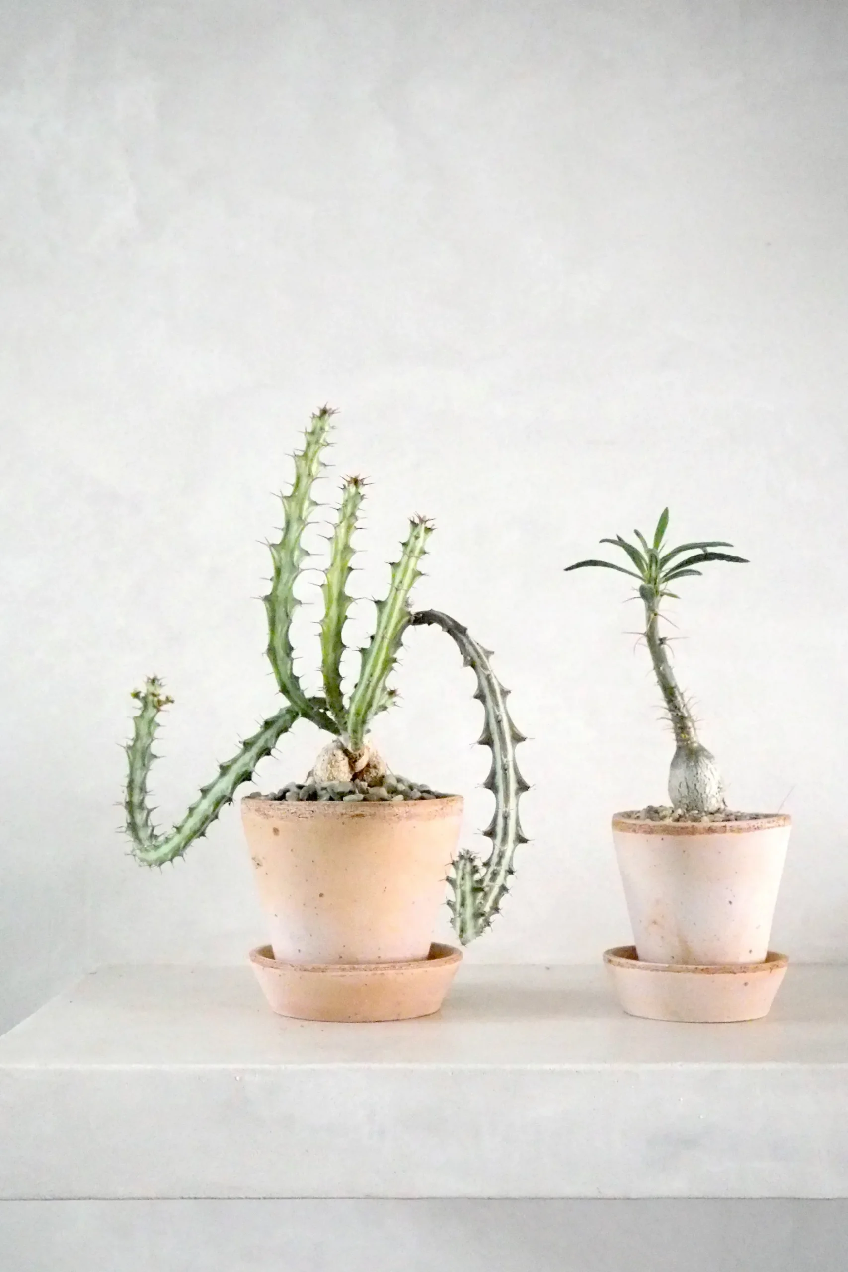 Ørkenplanter Og Knoldplanter^PLANT Euphorbia Knuthii