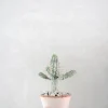 Ørkenplanter Og Knoldplanter^PLANT Euphorbia mammillaris, variegata
