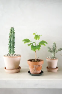 Ørkenplanter Og Knoldplanter^PLANT Euphorbia mammillaris, variegata