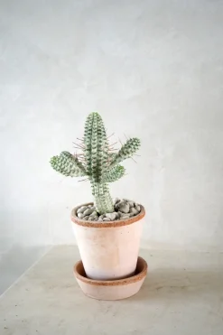 Ørkenplanter Og Knoldplanter^PLANT Euphorbia mammillaris, variegata