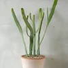 Ørkenplanter Og Knoldplanter|Danskavlede Planter^PLANT Euphorbia Xylophyloides