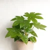 Tropiske Planter^PLANT Fatsia japonica