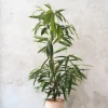 Gulvplanter Og Store Træer|Tropiske Planter^PLANT Ficus amstel king