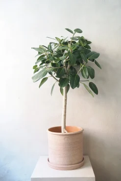 Gulvplanter Og Store Træer|Tropiske Planter^PLANT Ficus Audrey, stor
