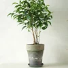 Danskavlede Planter|Tropiske Planter^PLANT Ficus benjamina natasja