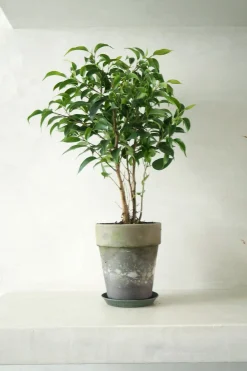 Danskavlede Planter|Tropiske Planter^PLANT Ficus benjamina natasja