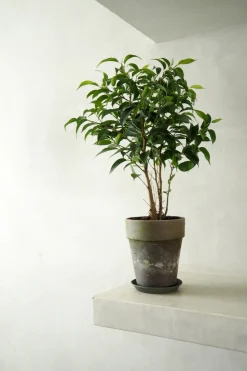 Danskavlede Planter|Tropiske Planter^PLANT Ficus benjamina natasja