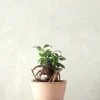 Bonsai^PLANT Ficus Bonsai Ginseng, lille