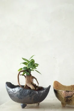 Bonsai^PLANT Ficus Bonsai Ginseng, lille