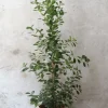 Gulvplanter Og Store Træer|Danskavlede Planter^PLANT Ficus microcarpa moclame