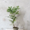 Danskavlede Planter^PLANT Flammetræ