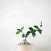 Ørkenplanter Og Knoldplanter^PLANT Fockea Edulis