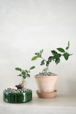 Ørkenplanter Og Knoldplanter^PLANT Fockea Edulis