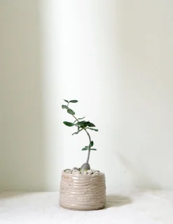 Ørkenplanter Og Knoldplanter^PLANT Fockea Edulis