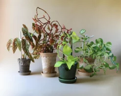 Plantestøtter^PLANT FOLK oni estøtte, grøn