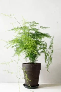 Tropiske Planter|Danskavlede Planter^PLANT Gartnerens epakke - Raw Grey