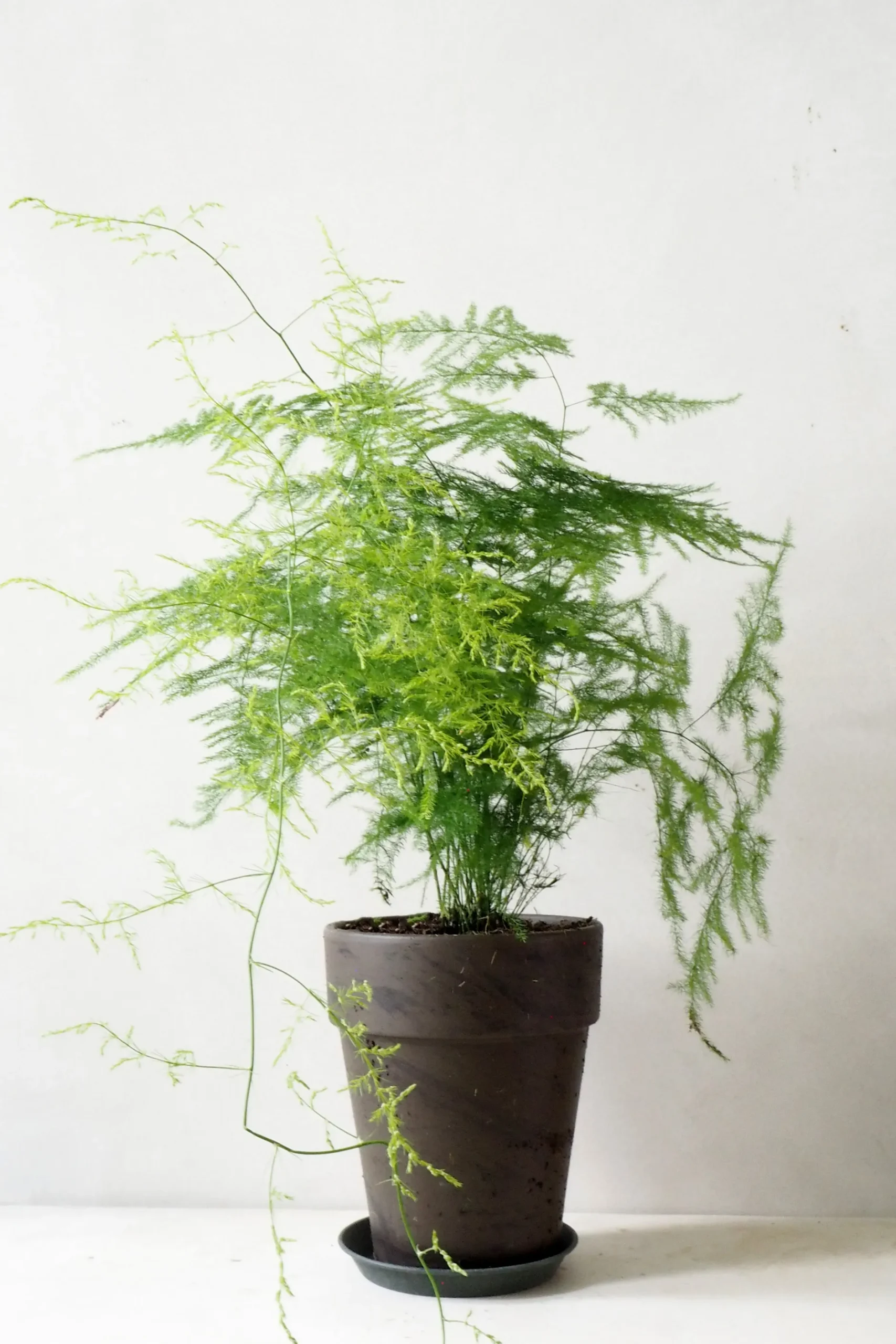 Tropiske Planter|Danskavlede Planter^PLANT Gartnerens epakke - Raw Grey