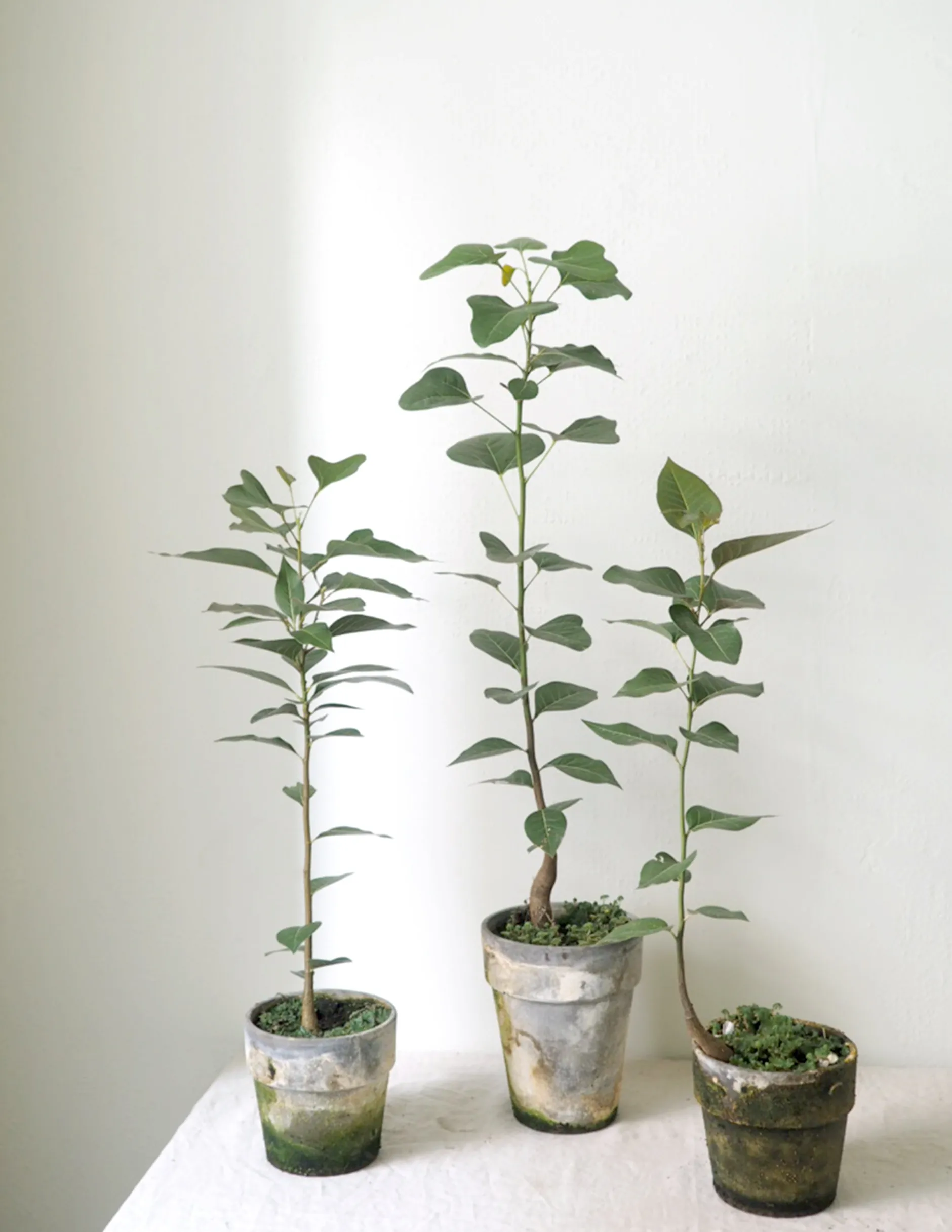 Tropiske Planter|Danskavlede Planter^PLANT Gartnerens epakke - Raw Grey