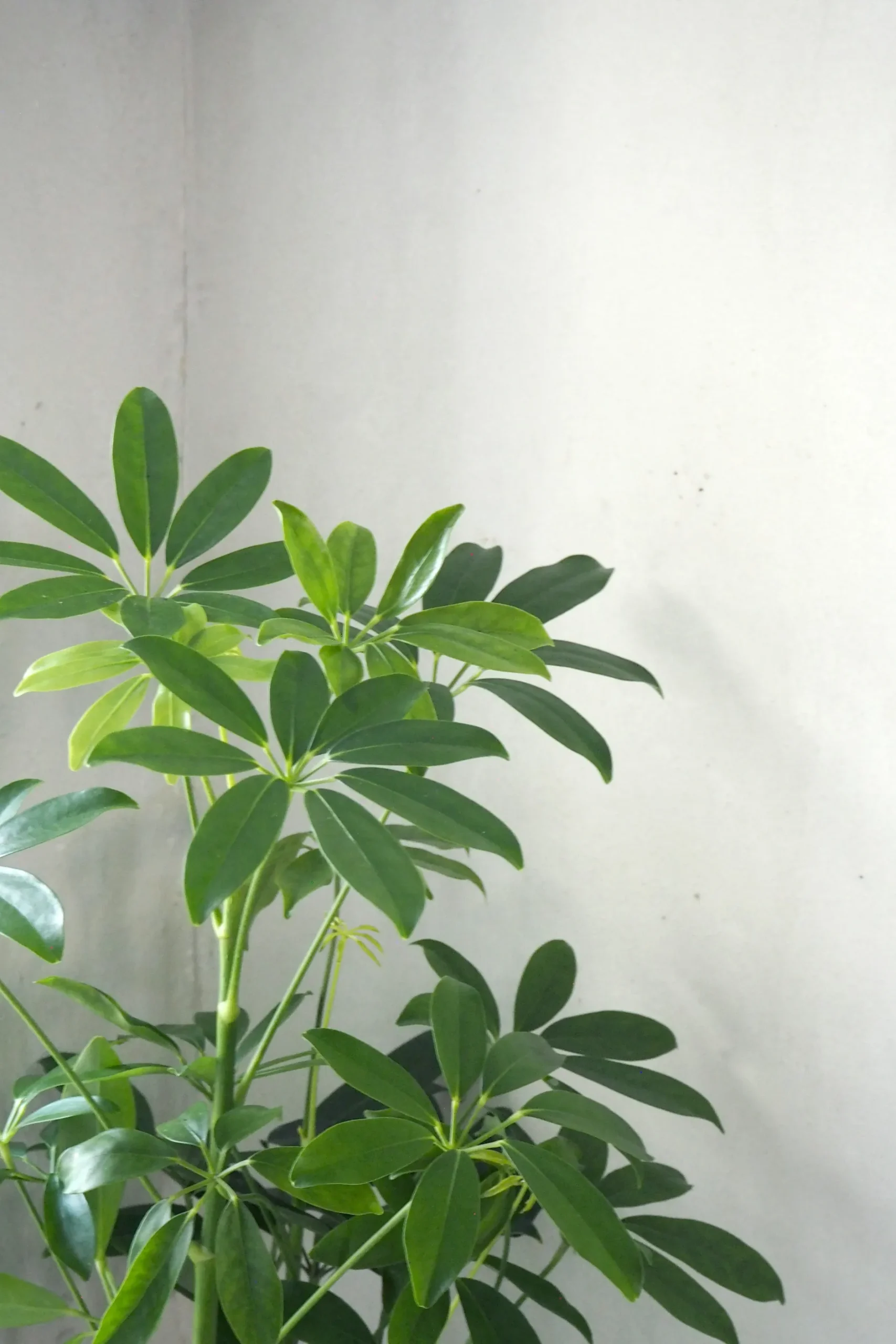 Tropiske Planter|Danskavlede Planter^PLANT Gartnerens epakke - Raw Grey