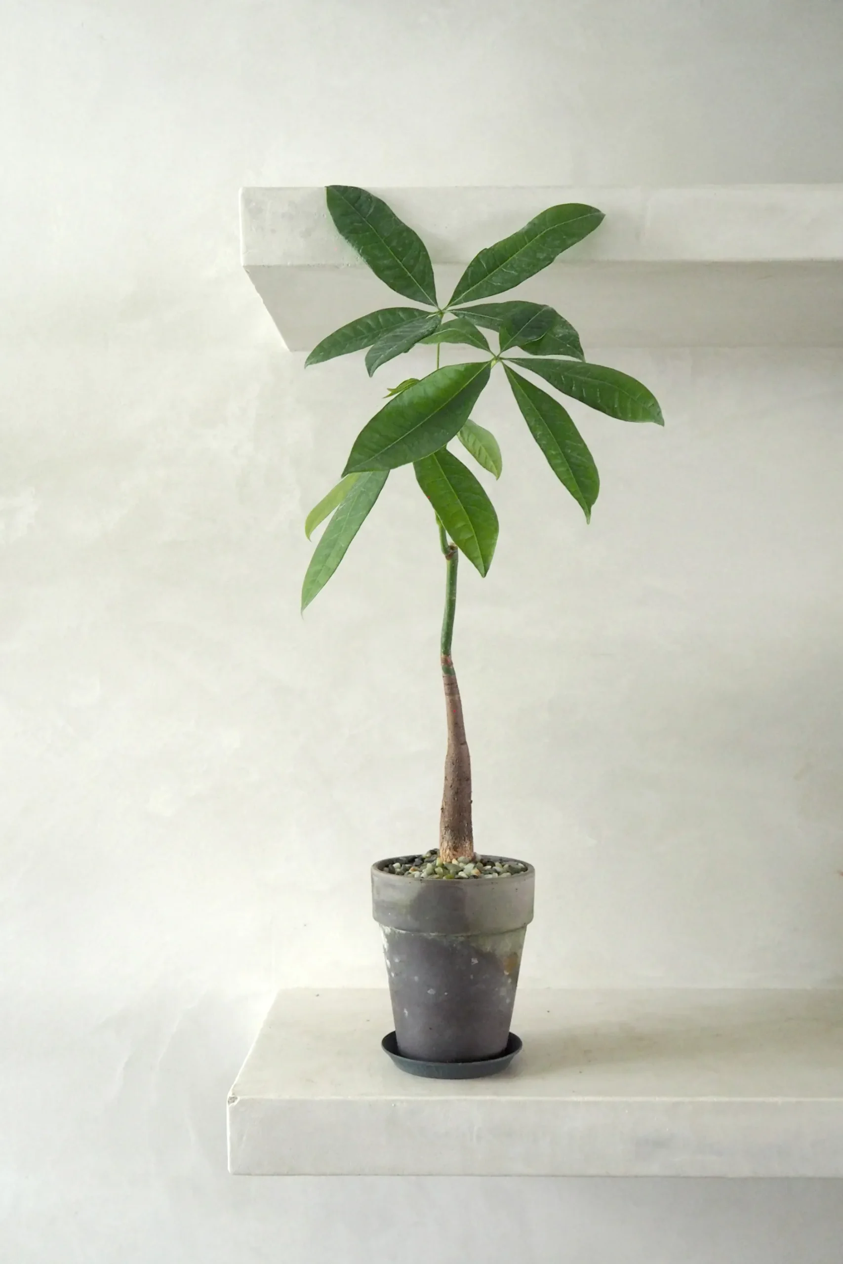 Tropiske Planter|Danskavlede Planter^PLANT Gartnerens epakke - Raw Grey