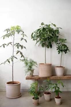 Tropiske Planter|Danskavlede Planter^PLANT Gartnerens epakke - Raw rosa