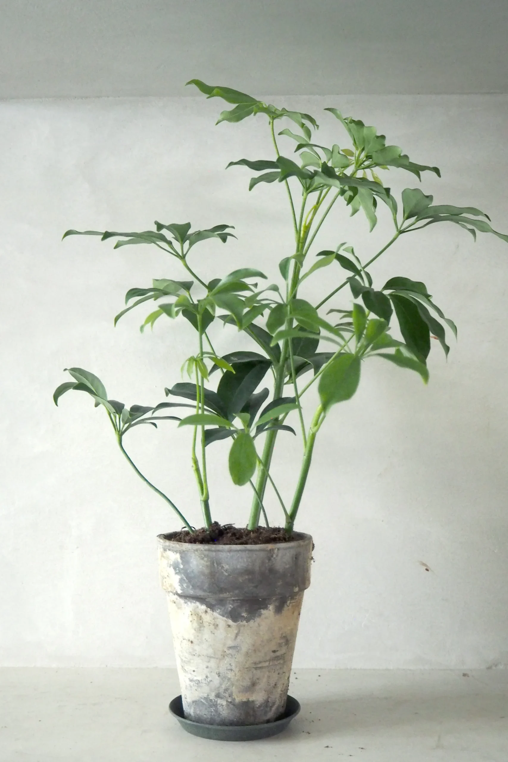 Tropiske Planter|Danskavlede Planter^PLANT Gartnerens epakke - Raw rosa