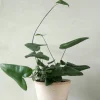 Tropiske Planter^PLANT Hjertebregne