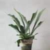 Danskavlede Planter^PLANT Hjortetakbregne