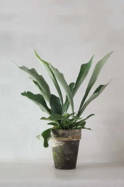 Danskavlede Planter^PLANT Hjortetakbregne