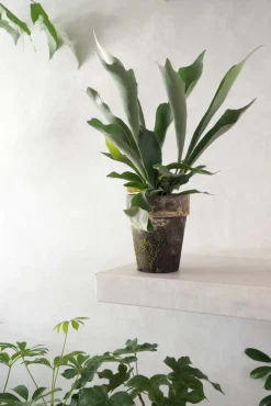 Danskavlede Planter^PLANT Hjortetakbregne