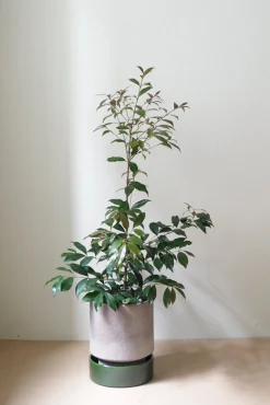 Terrakotta-Krukker|Stor^PLANT Hoff krukke, raw grey + grøn underskål, gulvkrukke