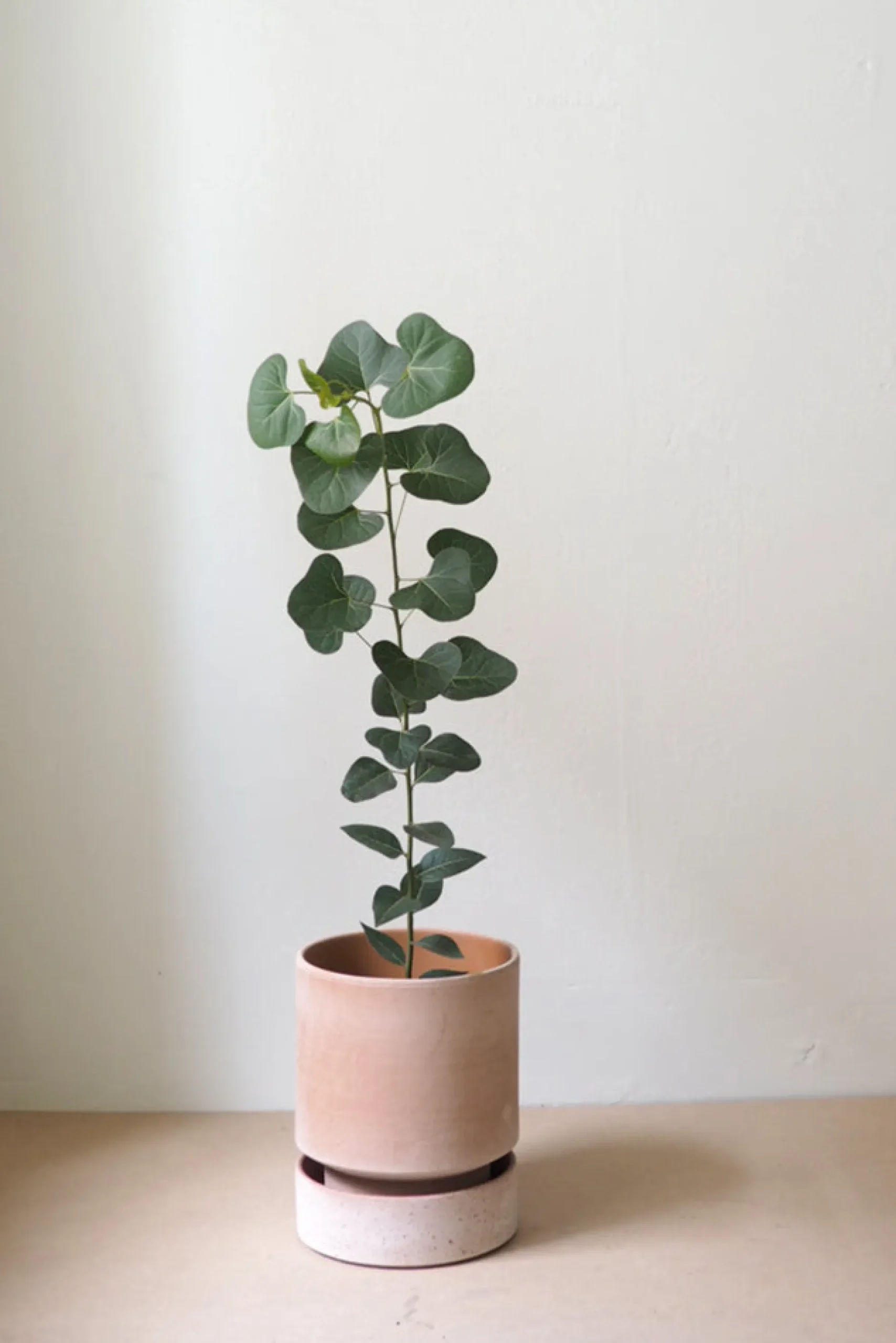 Terrakotta-Krukker|Stor^PLANT Hoff krukke, raw rosa + raw rosa underskål, gulvkrukke