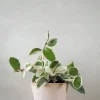 Hængeplanter|Tropiske Planter^PLANT Hoya carnosa - Krimson Queen