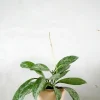 Hængeplanter|Tropiske Planter^PLANT Hoya Silverspot