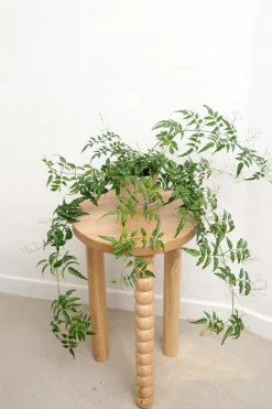 Hængeplanter|Tropiske Planter^PLANT Jasmin