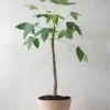 Tropiske Planter|Danskavlede Planter^PLANT Jatropha Mahafalensis